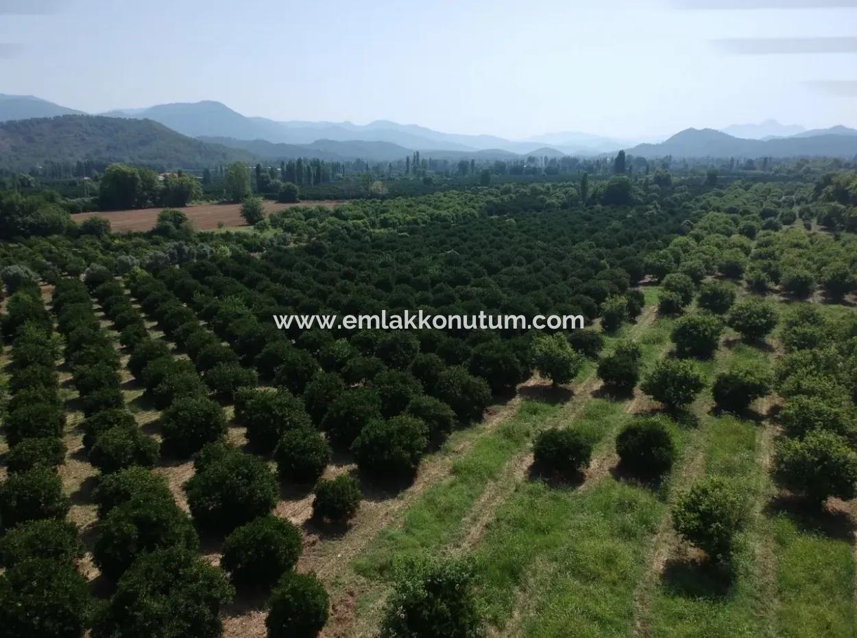 Orange Grove Zum Verkauf An Beyoba