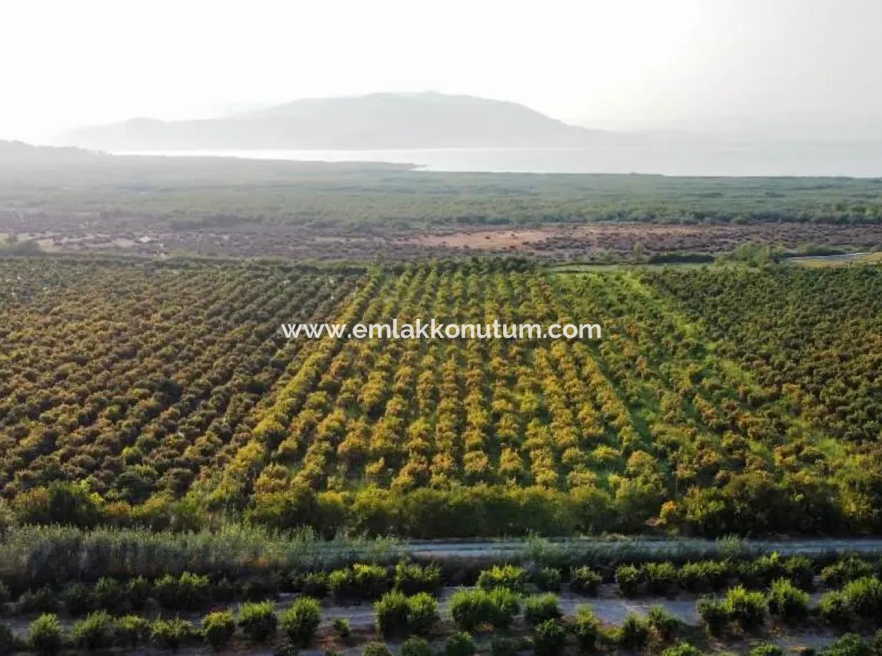 Mugla Ortaca Eskiköy 7767 M2 Granatapfelgarten Zu Verkaufen