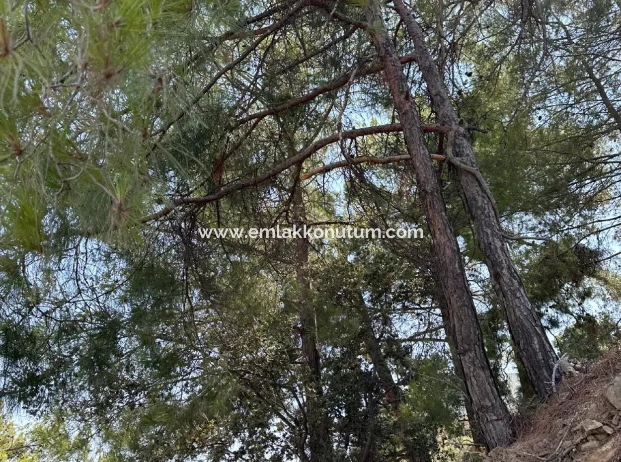 1000 M2 Grundstück Mit Unüberbrückbarem Meerblick In Sarıgermede Zu Verkaufen