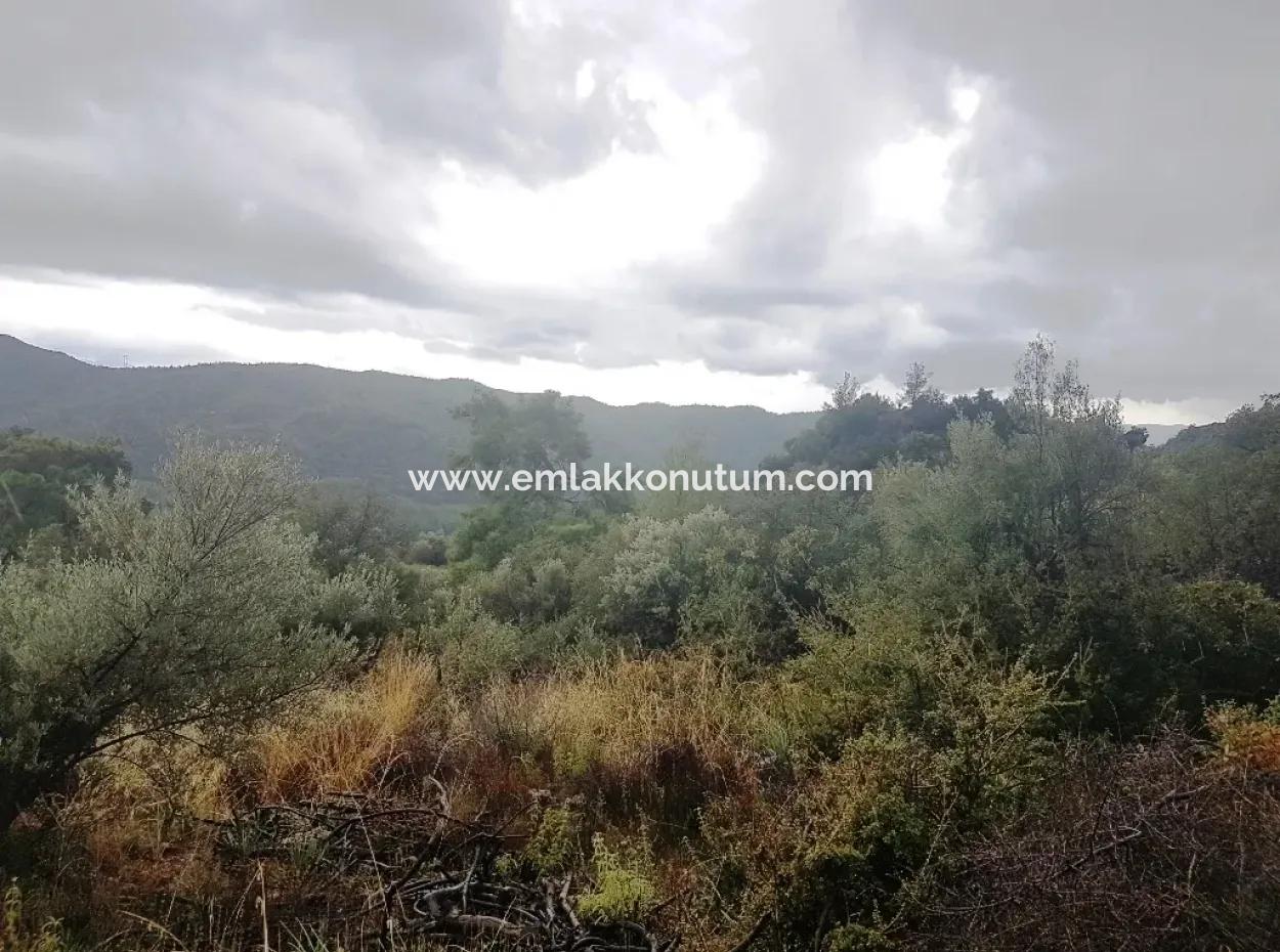 Wildblumen Zum Verkauf An Schnäppchen Göcek Inlice