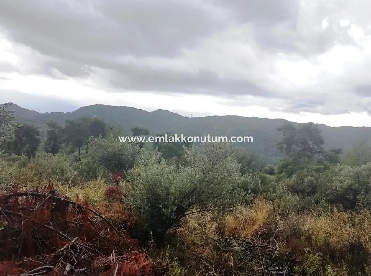 Wildblumen Zum Verkauf An Schnäppchen Göcek Inlice