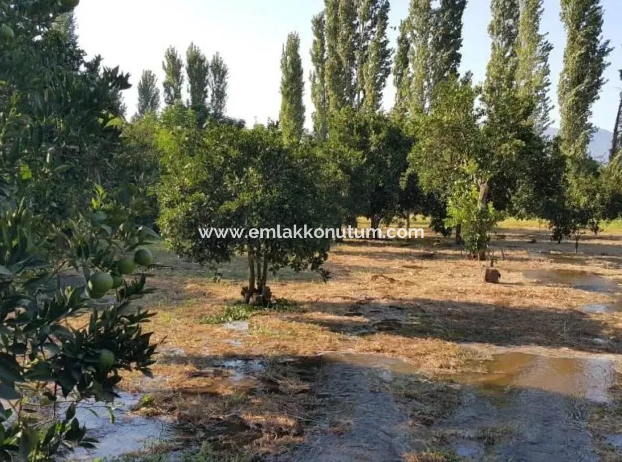 Garten Zum Verkauf In Köyceğiz Dorf