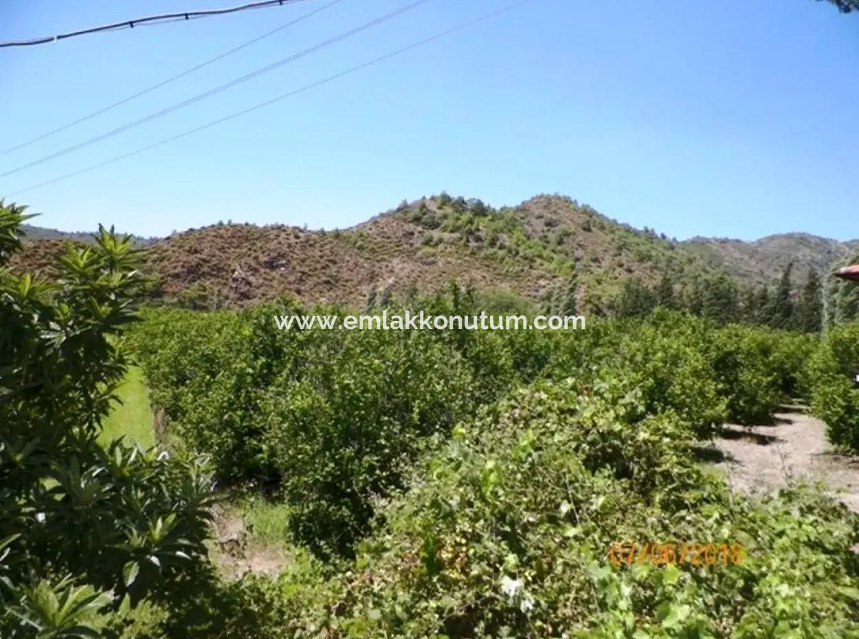 Zitrone Garten Zum Verkauf In Dalaman Muğla Native Tasliburun 5 330 M2