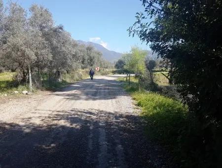 Grundstück E.p. Mit Seeblick Im Gebiet Köycegiz Zeytin