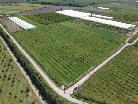 Oriya 26700 M2 Großen, Angelegten Garten Zitrone Eskiköy Auch Zum Verkauf