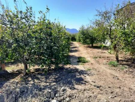 530 M2 Fläche Zum Verkauf In Mugla Ortaca Fevziye