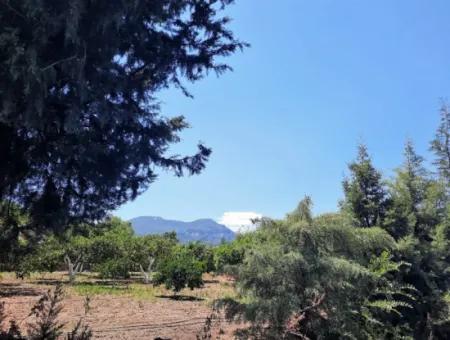 Citrus Garten Freistehendes Land Zum Verkauf In Mugla Dalyan 3000 M2