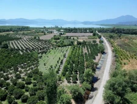 Köyceğizde See Schließen 2 650M2 Freistehender Garten Zum Verkauf