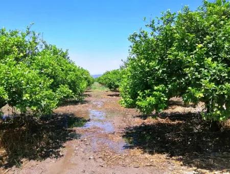 Zitrone Garten Zu Verkaufen Schnäppchen Ortaca