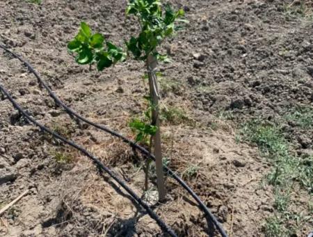 7300 M2 Zitronenfeld Zum Verkauf In Mugla Ortaca Tepearasi