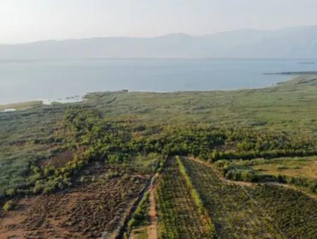 Granatapfelgarten Zum Verkauf In Mugla Ortaca Tepearasi