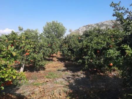 Mugla Ortaca Dalyanda 7520 M2 Maniced Freistehender Granatapfelgarten Zu Verkaufen