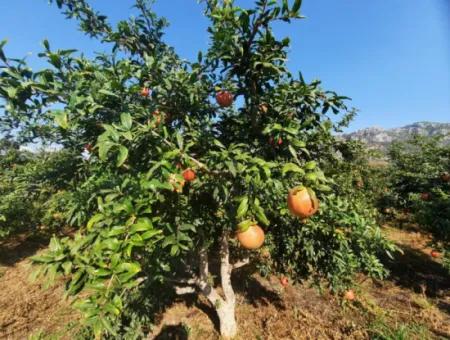 Mugla Ortaca Dalyanda 7520 M2 Maniced Freistehender Granatapfelgarten Zu Verkaufen