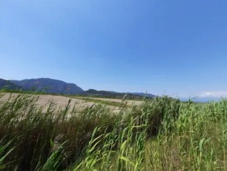 Fruchtbares Land Zu Vermieten In Ortaca Güzelyurt