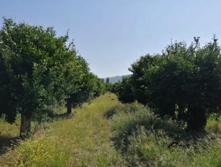 Bauernhof Zum Verkauf In Kavakarasi Koycegiz