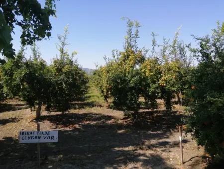 Granatapfelgarten Zum Verkauf In Mugla Ortaca Tepearasi