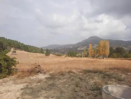 6 230 M2 Fruchtbares Land Zur Miete In Çameli Cumaalanı