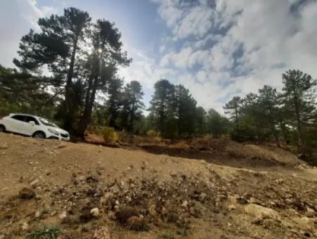 6 230 M2 Fruchtbares Land Zur Miete In Çameli Cumaalanı