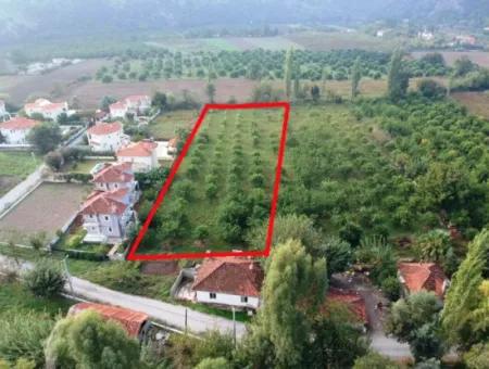 Muğla Ortaca Marmarlıda 4.000 M2 Zitronengarten 5 Jahre Vermietung