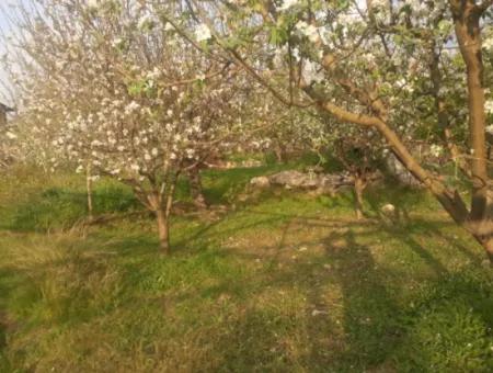 Fethiye Seydikemer Arsaköyn De 900 M2 Seite An Seite 2 Parzellen Apfelgarten Zu Verkaufen.