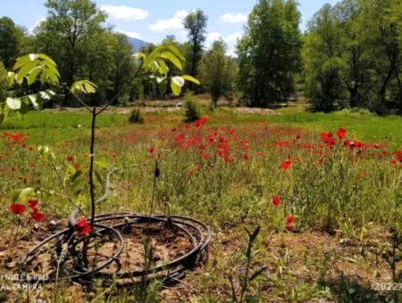 Çameli Kirazlıyaylada 1450 M2 Fruchtbares Einfamilienhaus Zum Verkauf