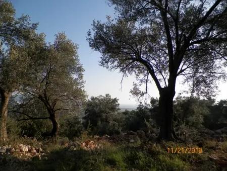 Fevziye Grundstücke Zum Verkauf Mit Meerblick