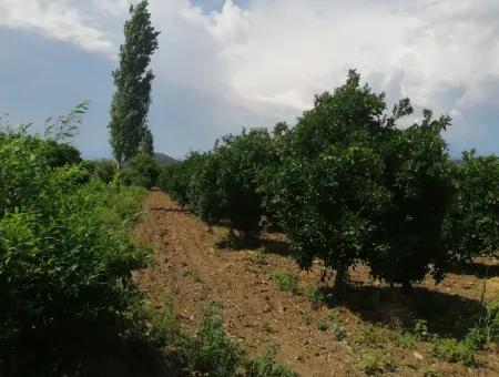 Bauernhof Zum Verkauf In Köyceğiz Beyoba Schnäppchen