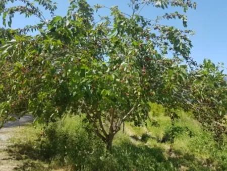 Garten Der Granatäpfel Zum Verkauf In Dalyan