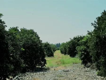 Tepearasi Schnäppchen Für Verkauf In Orange Grove