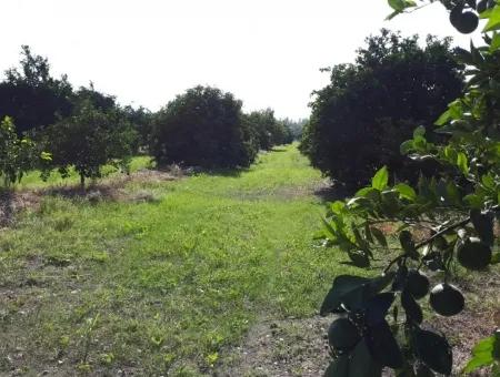 Tepearasi Schnäppchen Für Verkauf In Orange Grove