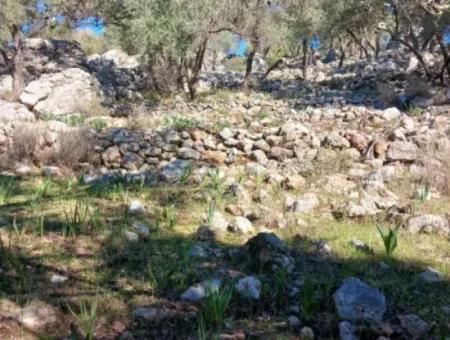 1 650 M2 Olivenhain Mit Meerblick Zum Verkauf In Köyceğiz Ekincik