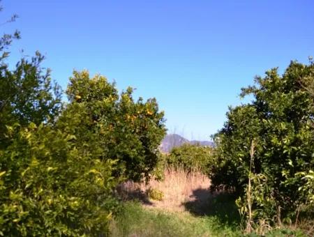 Dorf Haus Zum Verkauf In Orange Grove Und Beyoba