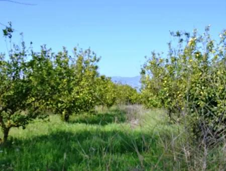 Zitrone Garten Zu Verkaufen Schnäppchen Ortaca
