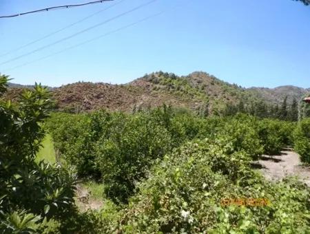 Zitrone Garten Zum Verkauf In Dalaman Muğla Native Tasliburun 5 330 M2