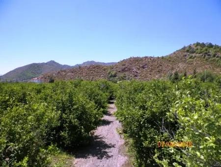 Zitrone Garten Zum Verkauf In Dalaman Muğla Native Tasliburun 5 330 M2