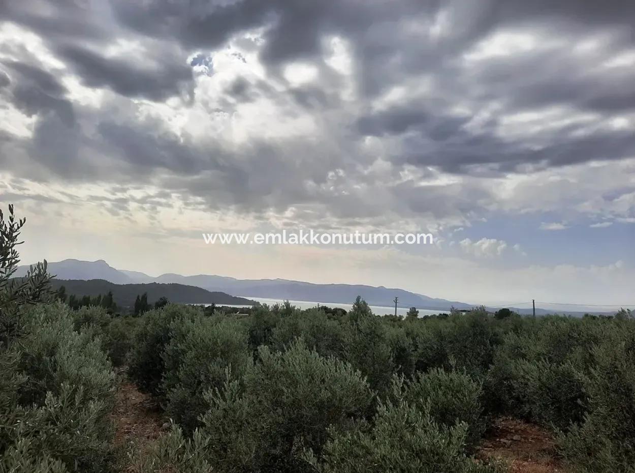 Land With Lake Views For Sale In Köyceeğiz Zeytin Area
