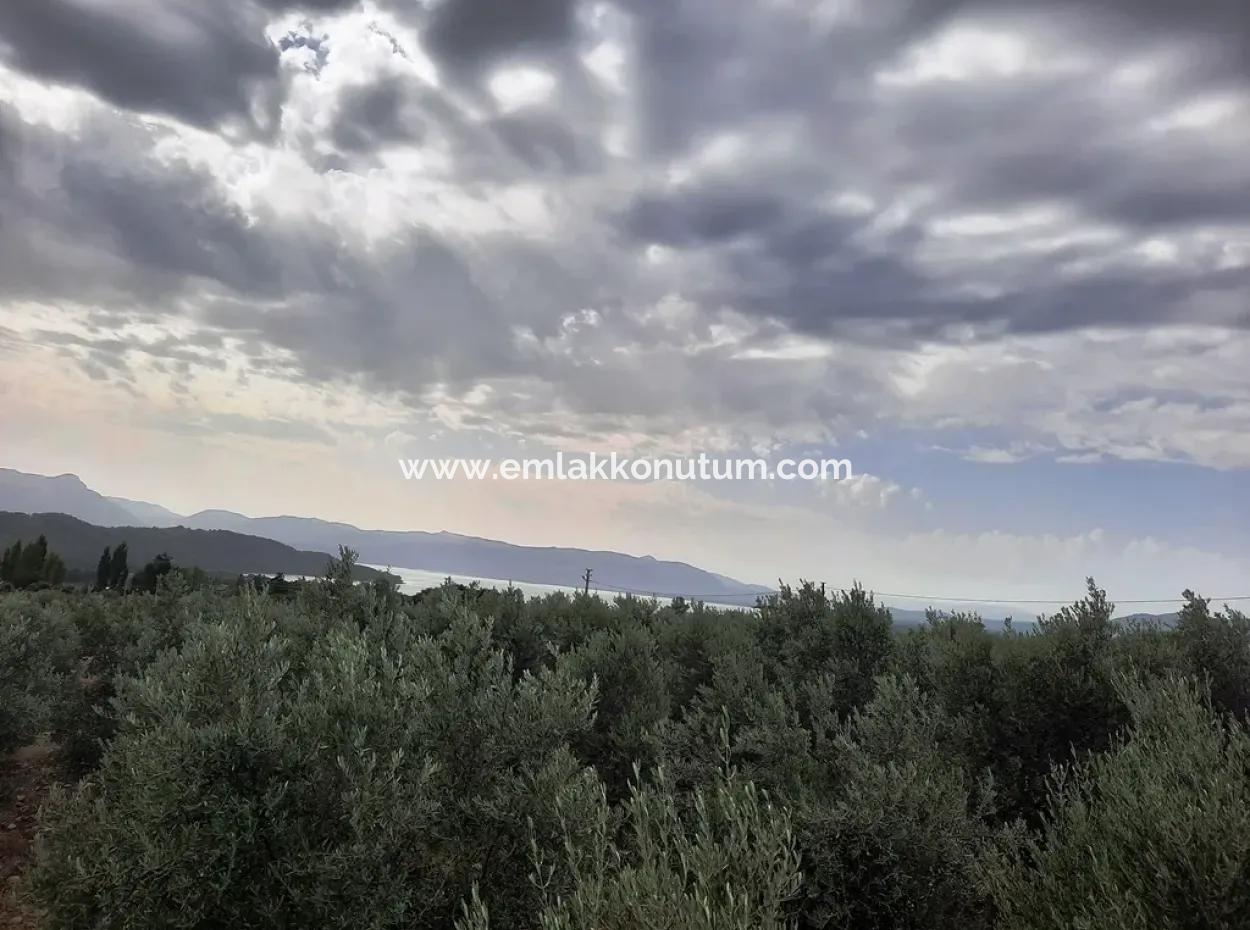 Land With Lake Views For Sale In Köyceeğiz Zeytin Area