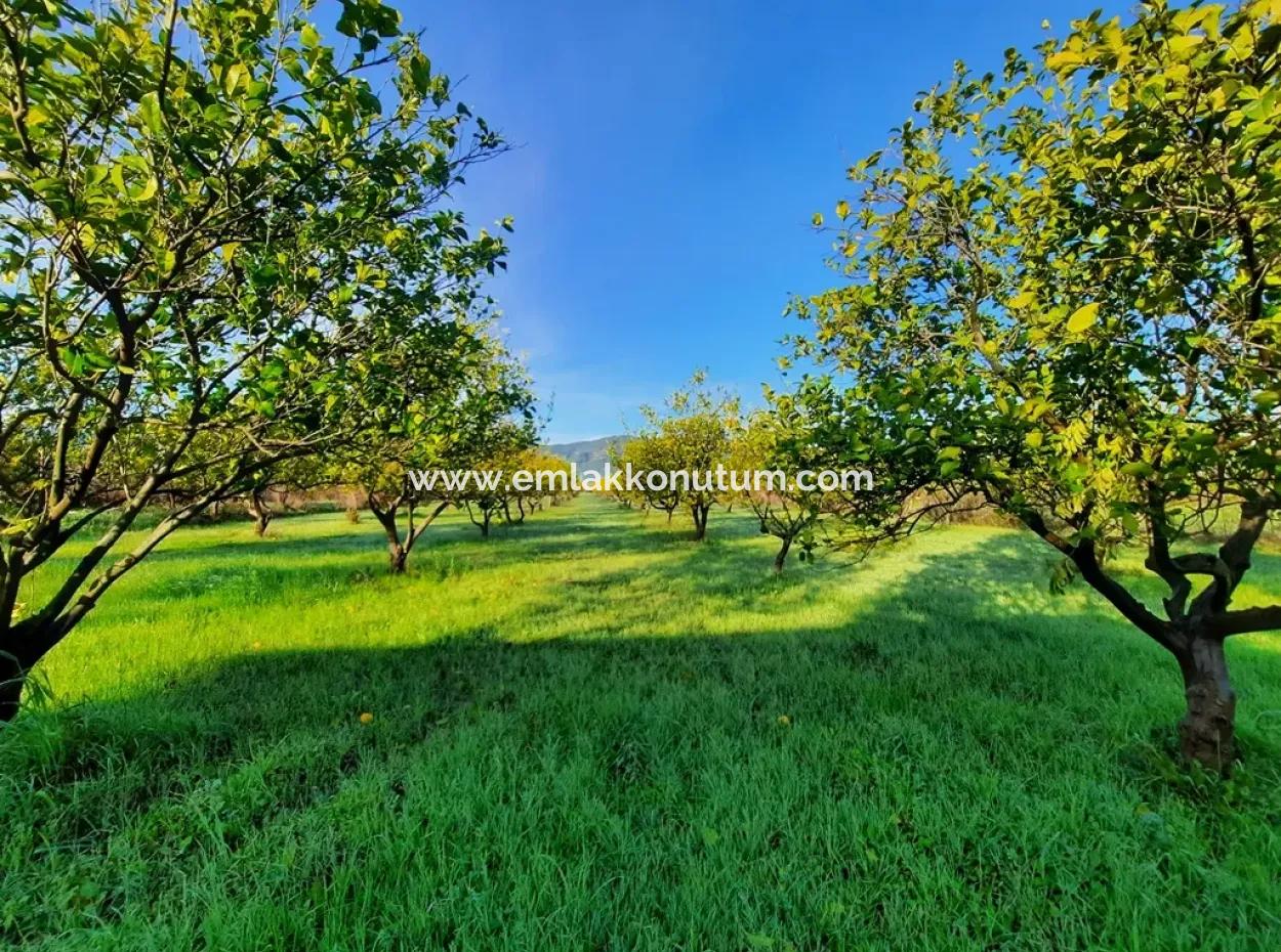 10 000 M2 Detached Lemon Garden For Sale In Ortaca Dalaklı