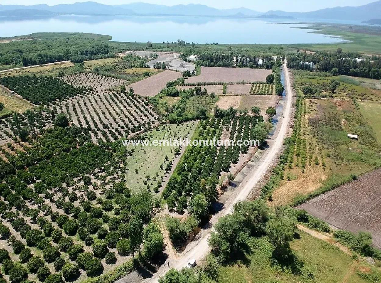 Köyceğizde Lake Close 2 650M2 Detached Land Deed Garden For Sale