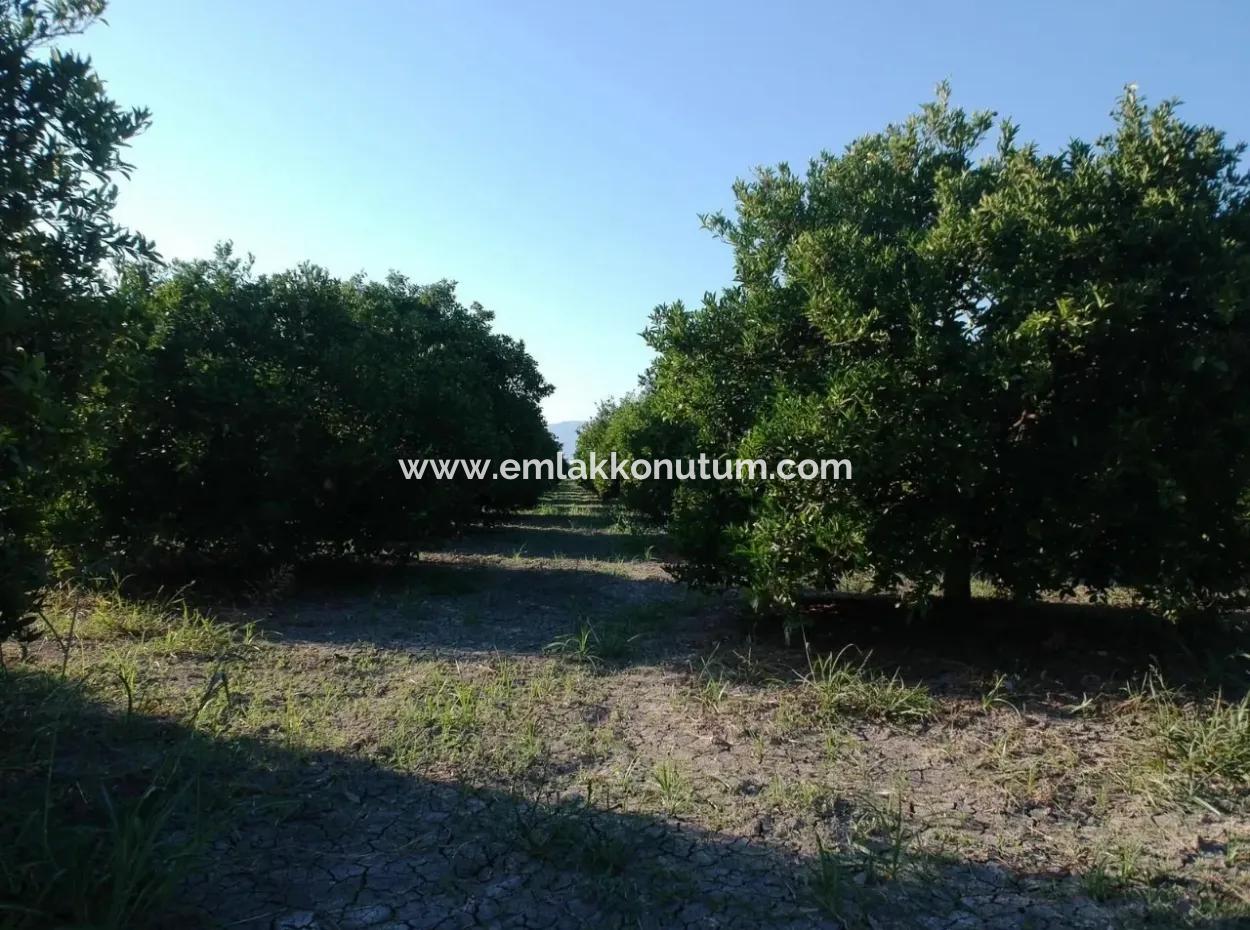 Oriya Tepearasi For Sale In Citrus Garden