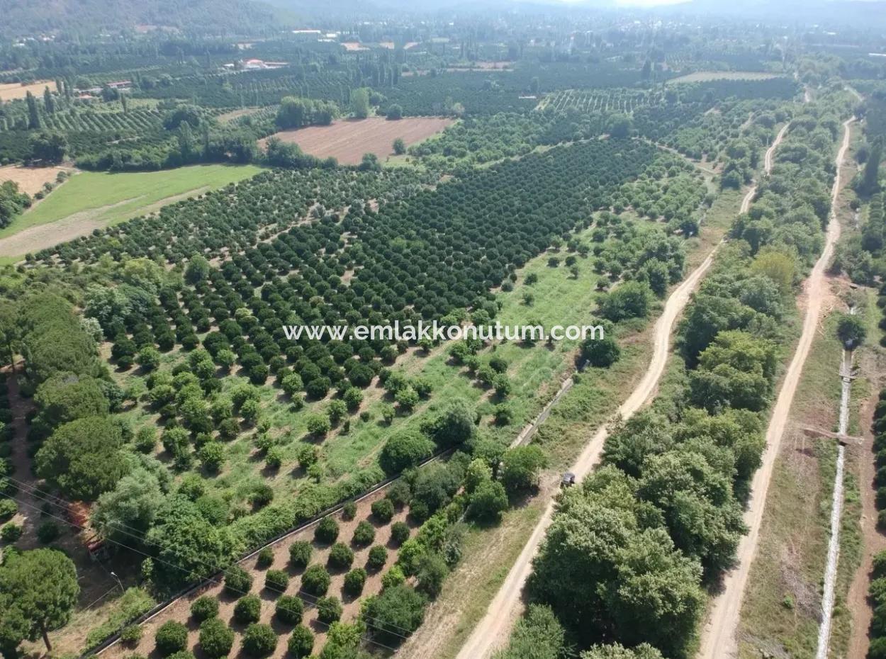 Orange Grove For Sale At Beyoba