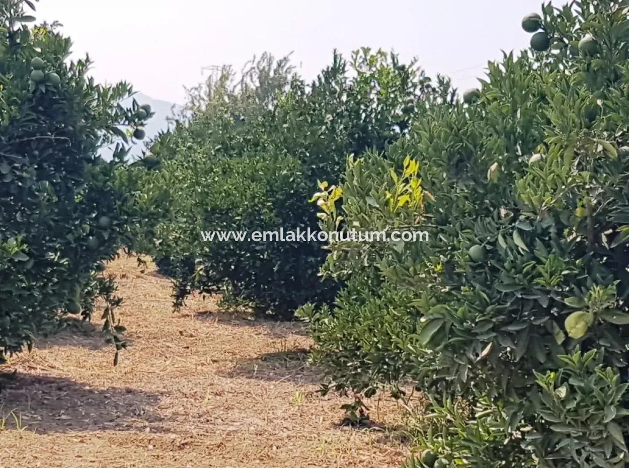 Dalaman Cheap Land For Sale In Investment, Appropriate Land