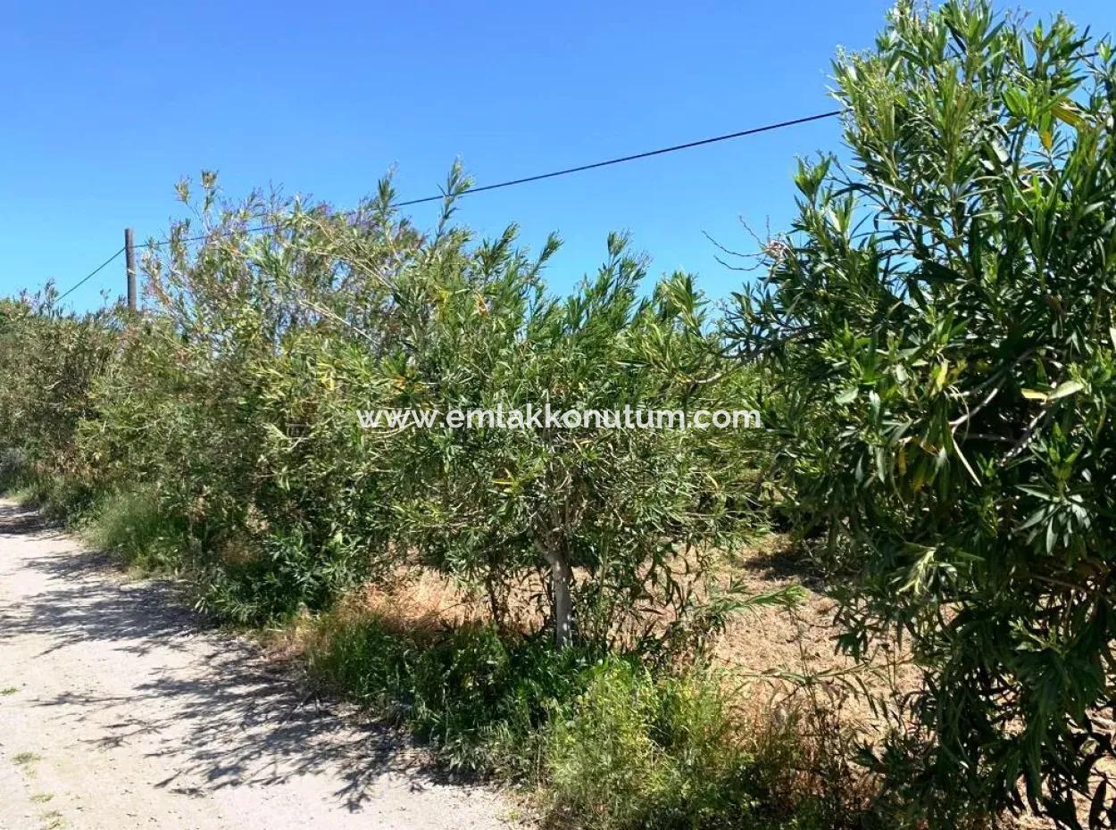 17 500 M2 Land In The Village Built-In Area For Sale In Ortaca Fevziye