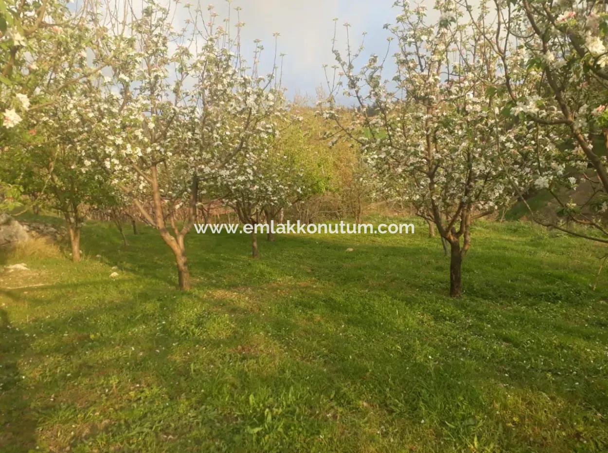 Fethiye Seydikemer Arsaköyn De 900 M2 Side By Side 2 Parcels Apple Orchard For Sale.