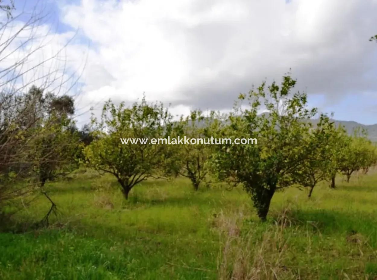 Ortaca Yerbelende Kelepir 1 100 M2 Zoned Land For Sale, Suitable For Build And Sell