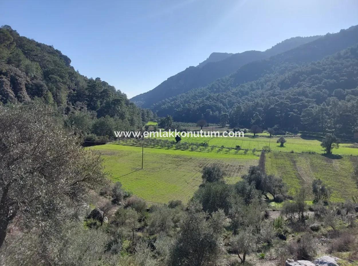 Muğla Dalyan Gökbelde 13 200 M2 Detached Title Deed Olive Grove For Sale