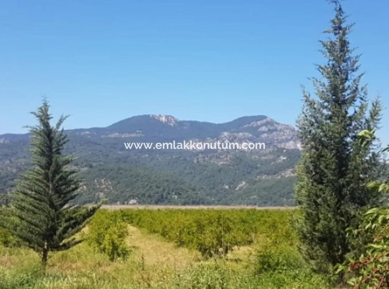 Garden Of Pomegranates For Sale In Dalyan