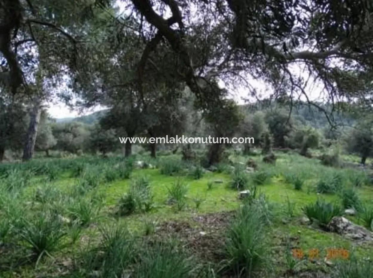 15 200 M2 Detached Land For Sale In Muğla Datça Yazi