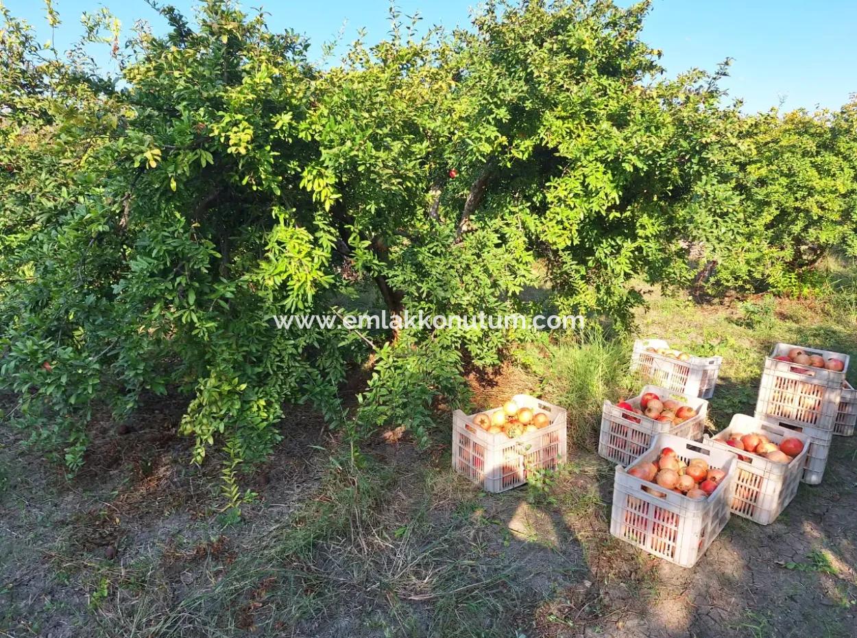 42 Acres Of Pomegranate Field For Sale In Ortaca Eskiköy