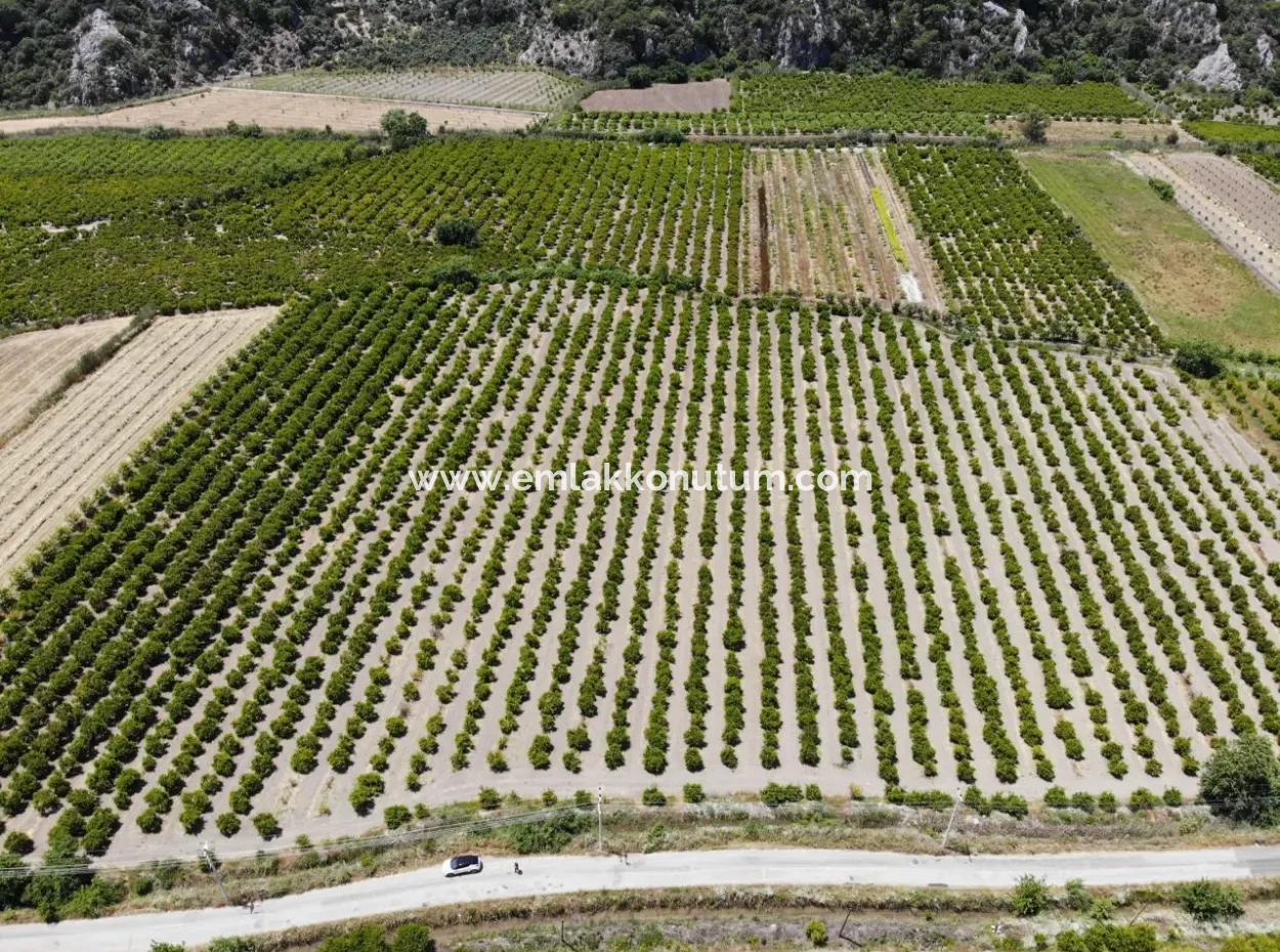 13 500 M2 Field For Sale In Ortaca Mergenli